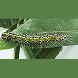 Uresiphita gilvata larva